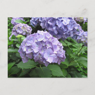 Cartão Postal Hydrangeas no Jardim Trebah, Cornwall