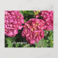 Hydrangeas Rosa