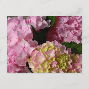 Cartão Postal Hydrangeas Rosa e Creme