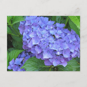 Cartão Postal Hydrangeas Roxas