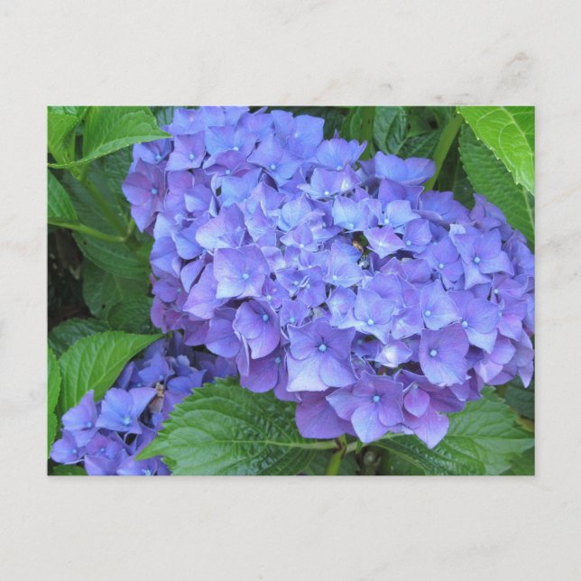 Cartão Postal Hydrangeas Roxas (Frente)