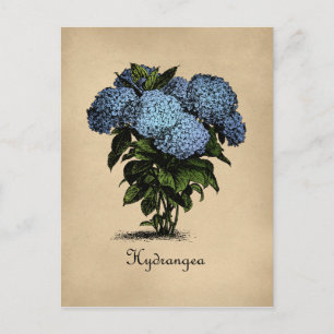 Cartão Postal Hydrangeas Vintage Botânica