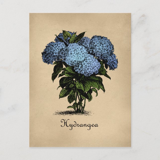 Cartão Postal Hydrangeas Vintage Botânica (Frente)