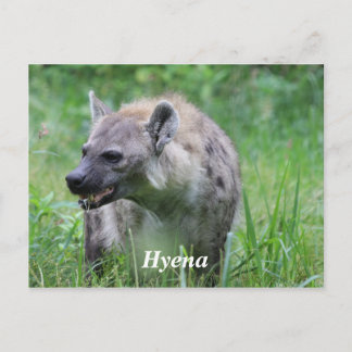 Cartão Postal Hyena na grama