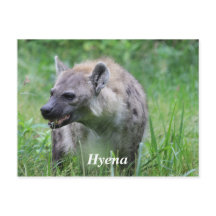 Hyena na grama
