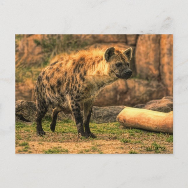 Cartão Postal Hyena Rindo (Ver. 2.0):Cartão-postal (Frente)