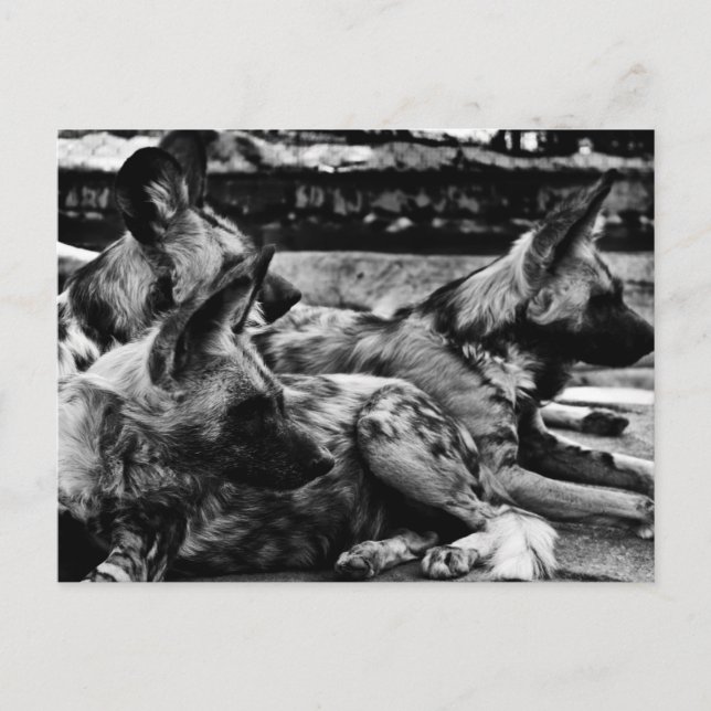 Cartão Postal Hyenas (Frente)