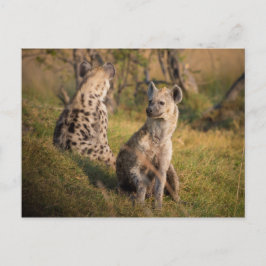Cartão Postal Hyenas