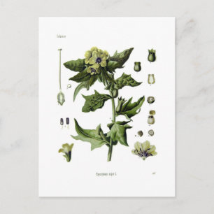 Cartão Postal Hyoscyamus niger (Beladona-de-folhas-redondas)