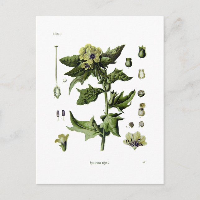 Cartão Postal Hyoscyamus niger (Beladona-de-folhas-redondas) (Frente)