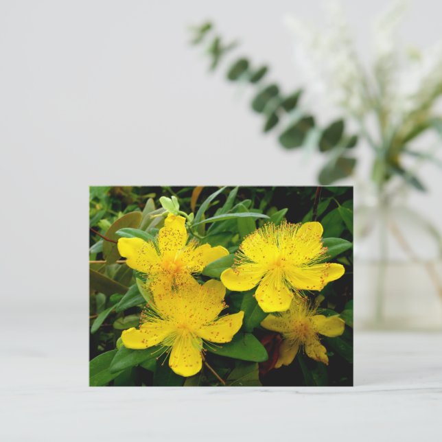 Cartão Postal Hypericum calycinum (Em pé/Frente)