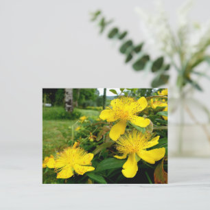 Cartão Postal Hypericum calycinum