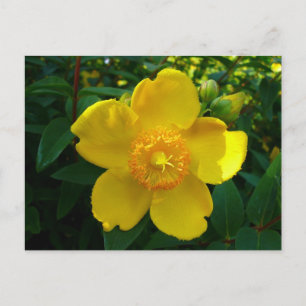 Cartão Postal Hypericum Hidcote