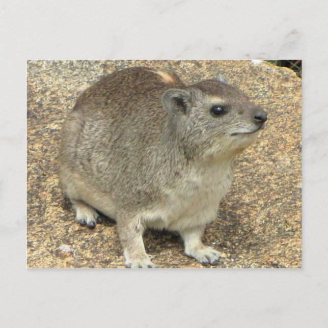Cartão Postal Hyrax (Frente)