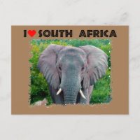 I Heart Africa do Sul jovem elefante de touro