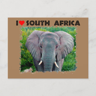 Cartão Postal I Heart Africa do Sul jovem elefante de touro