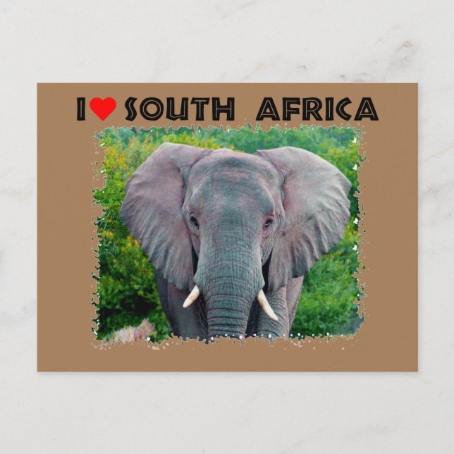 Cartão Postal I Heart Africa do Sul jovem elefante de touro (Frente)