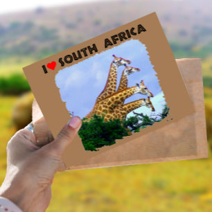 Cartão Postal I Heart South Africa 4 Girafas