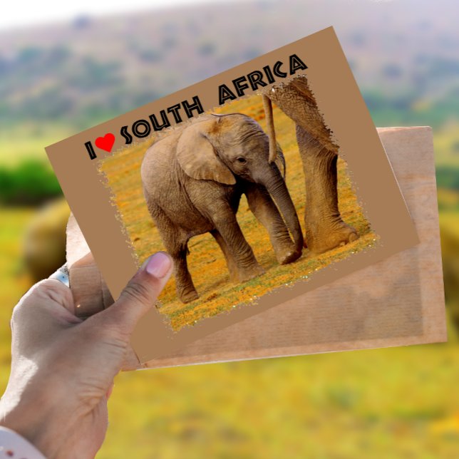 Cartão Postal I Heart South Africa Elephant (Criador carregado)
