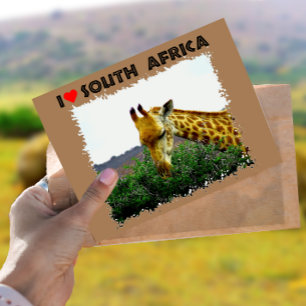 Cartão Postal I Heart South Africa Giraffe Thorn tree