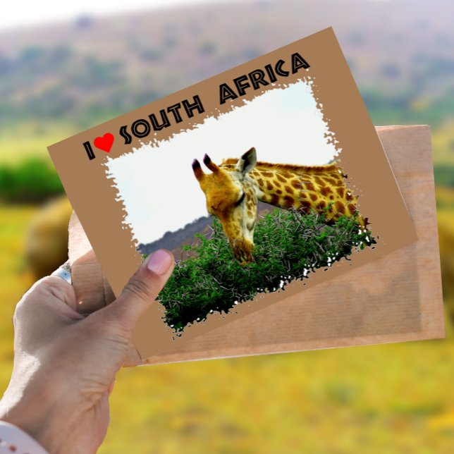 Cartão Postal I Heart South Africa Giraffe Thorn tree (Criador carregado)