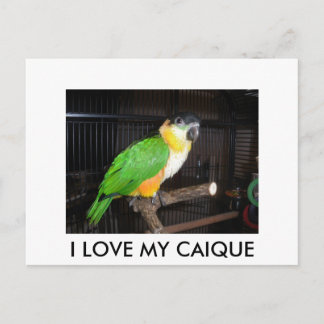 CARTÃO POSTAL I LOVE MY CAIQUE