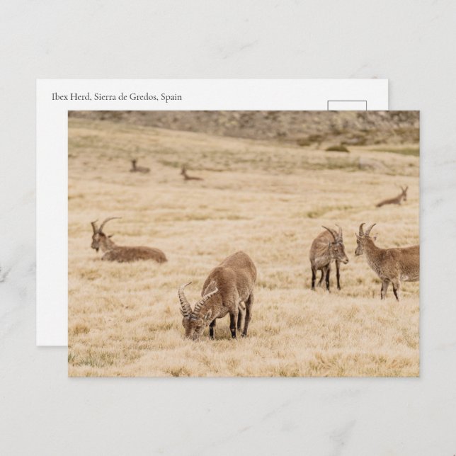 Cartão Postal Ibex Herd Grazing in Sierra de Gredos, Spain (Frente/Verso)