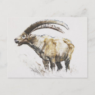 Cartão Postal Ibex Noasca