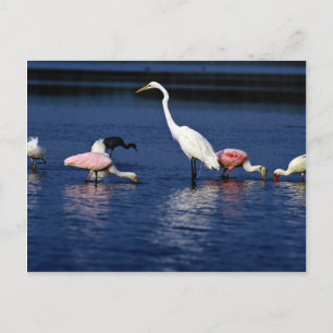 Cartão Postal Ibis, colheres, torre de excelente, éter azul e n