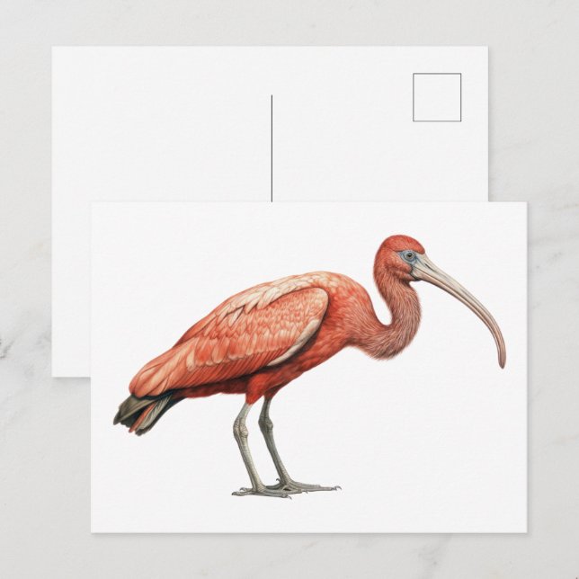 Cartão Postal Íbis II (Frente/Verso)