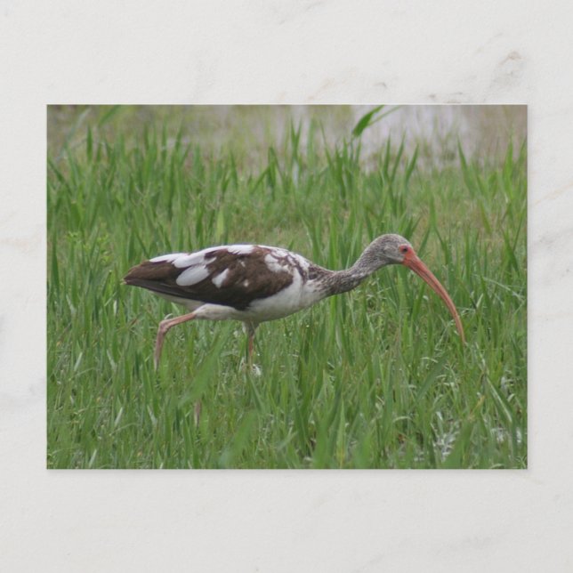 Cartão postal Ibis imaturo (Frente)