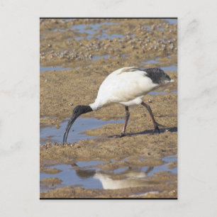 Cartão Postal Ibis Sacred