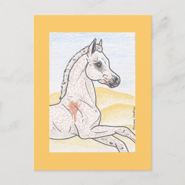 Cartão Postal Ibn Shai Hulud (Frente)