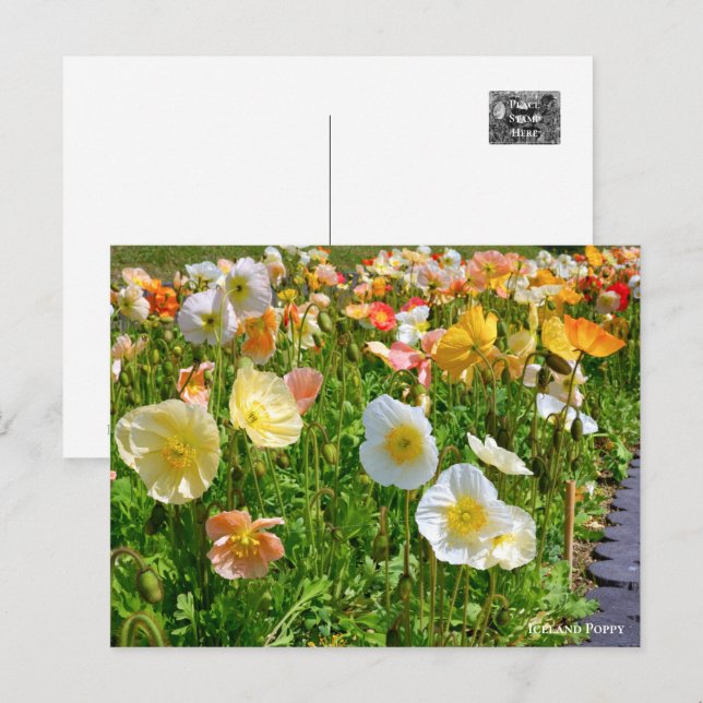 Cartão Postal Iceland Poppy (Frente/Verso)