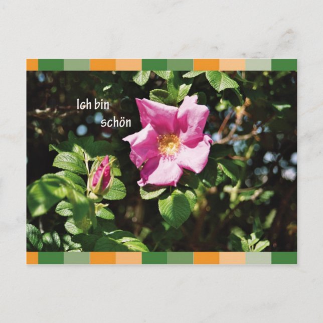 Cartão Postal Ich caixa schoen (Frente)