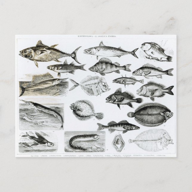 Cartão Postal Ichthyology Osseous Fishes (Frente)