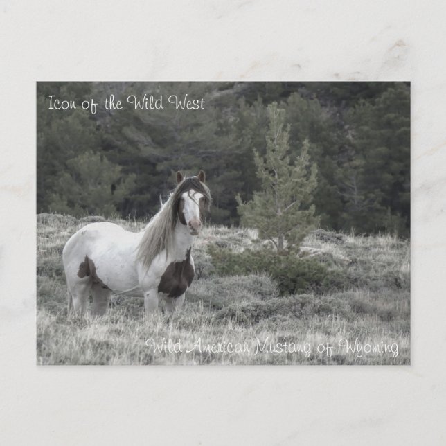 Cartão Postal Ícone do Oeste Selvagem - Cartão-postal (Frente)