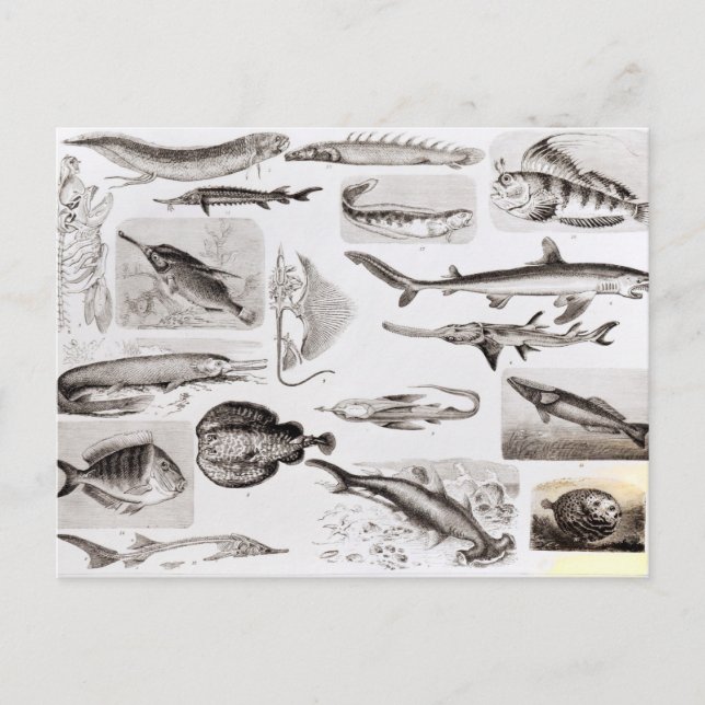 Cartão Postal Ictiologia - Elasmobranch, Ganoide (Frente)