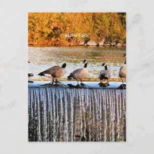 Cartão Postal Idaho Falls, Canadense Geese,