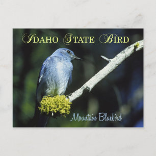 Cartão Postal Idaho State Bird - Mountain Bluebird