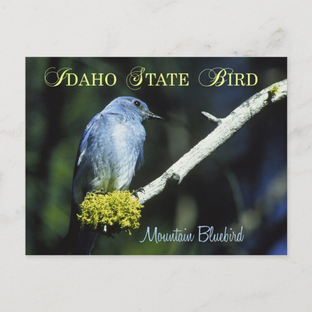 Cartão Postal Idaho State Bird - Mountain Bluebird (Frente)