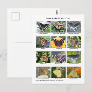 Cartão Postal Identificação de borboletas