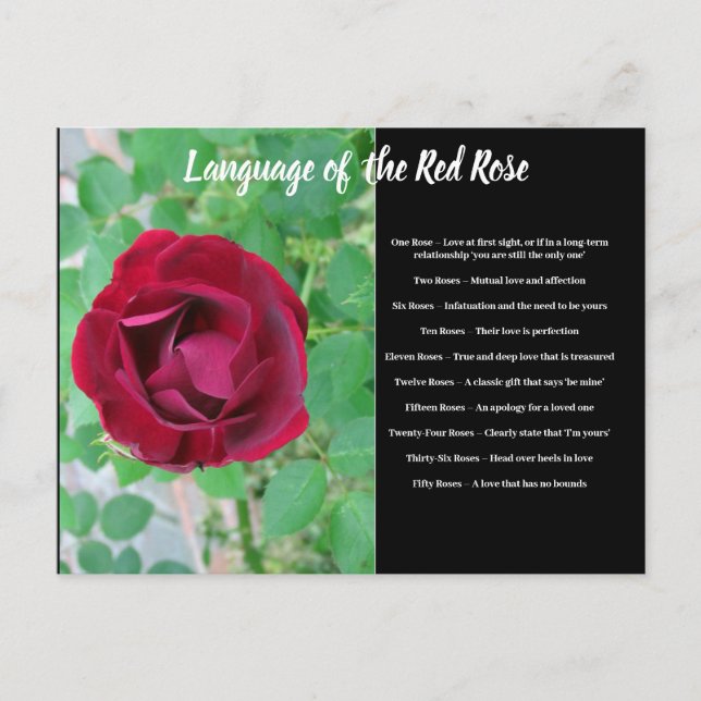 Cartão Postal Idioma do Cartão-Postal Rosa (Frente)