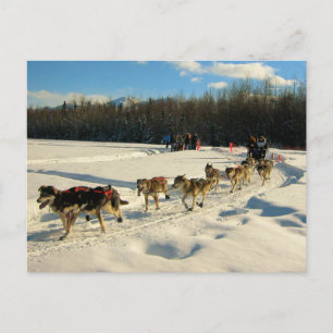 Cartão Postal Iditarod Trail Sled Race