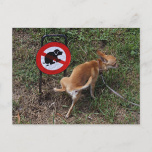 Cartão Postal Ignorância é felicidade