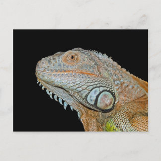 CARTÃO POSTAL IGUANA