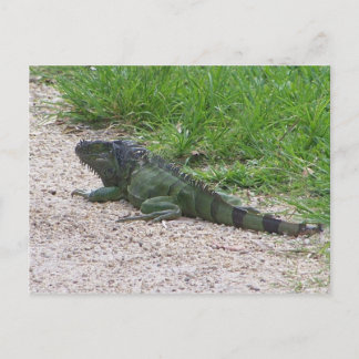 Cartão Postal Iguana
