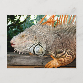 Cartão Postal Iguana