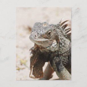 Cartão Postal Iguana-cinza