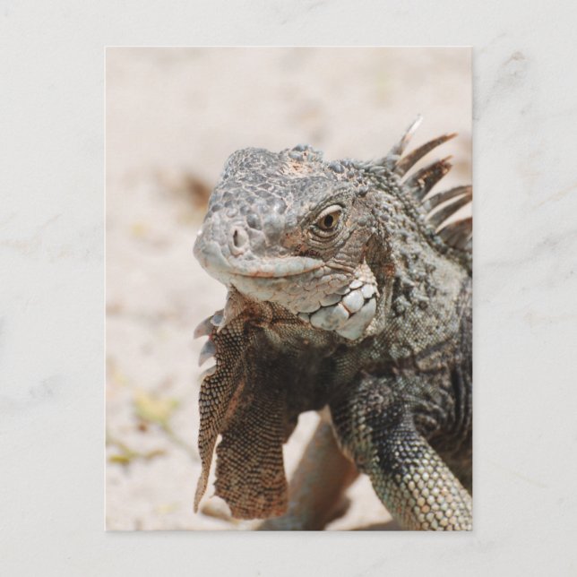 Cartão Postal Iguana-cinza (Frente)